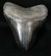Serrated, Black Megalodon Tooth - Medway Sound #16008-1